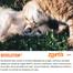Imagem de Antipulgas E Carrapatos Zoetis Revolution 6 Para Cães E Gatos Até 2,5 Kg - 1 Ampola De 0,25 Ml